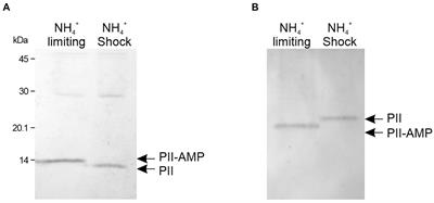 The PII protein interacts with the Amt ammonium transport and modulates nitrate/nitrite assimilation in mycobacteria